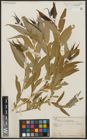 Foto von Salix acmophylla Boiss.